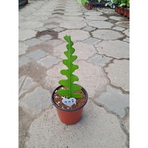 생선뼈선인장/피쉬본