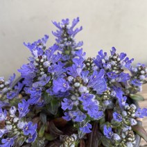 [봄날] A080 * 미니아주가 (4개세트) / 소품 / 묶음상