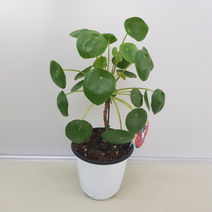 [해피그린 화원] 잎이 동글동글 재물운을 부르는 필레아페페 320 농원