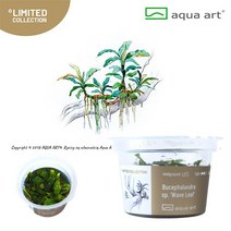 아쿠아아트 부세파란드라 웨이브 리프 무균 조직배양 컵 수초