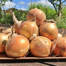 나애게 23년 햇 무안 조생 양파 5kg 혼합