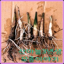 모종이야기 산마늘3년생모종 /울릉도명이나물 3년생 뿌리모종/ 촉당300원, 100촉