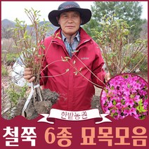 영산홍 자산홍 백철쭉 산철쭉 대왕철쭉 석암철쭉 꽃나무 묘목 울타리목 조경용 공원수 화단가꾸기, 택배발송, 석암철쭉(분홍)5개단위로 주문해주세요