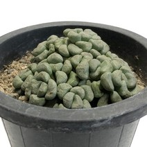 당선(중품)-소형종/메셈류/두툼한잎/노란색꽃/다육