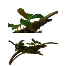 부세파란드라 유목활착 랜덤(부세 음성수초 초보자 어항 구피 은신처)