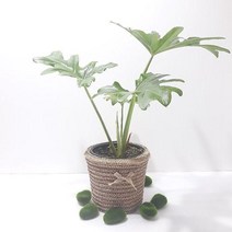 [강추] 호프셀렘(중) 리본 바구니 수경재배식물 리본화분포함 57961EA, 본상품선택