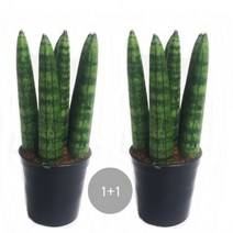 도도팜 황소뿔 스투키 금전수 보석금전수 수퍼바 산세베리아 미세먼지제거, 06. 1+1 본쉘15c  1개