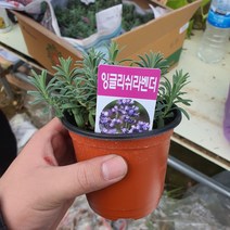 잉글리쉬라벤더 (최상급신상 인기식물)