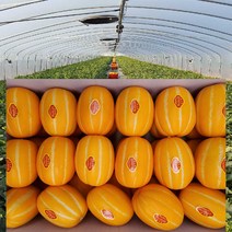 [ 산지직송 공주네 ] 성주참외 당도선별 꿀 참외 1kg 2kg 4kg 5kg 10kg 가정용 선물용 참외, 1box, 03.참외 가정용/ 중과 2kg