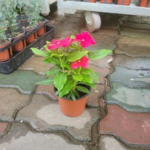 실내공기정화식물 일일초 꽃 초화 소품 색상랜덤 10-25cm 28, 1개