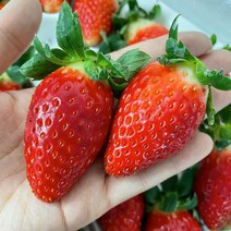 논산 설향 딸기 제철 햇 생딸기, 설향딸기 700g, 1개