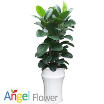 엔젤플라워 초특가 특대형식물 개업화분 축하화분 행운목 황금죽 고무나무 당일배송꽃배달, A18 고무나무사기분