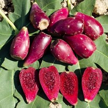 제주 백년초 생과 손바닥 선인장 열매, 백년초 열매 10kg