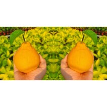 제주 고당도 써니트 한라봉 선물용 대과 4.5kg