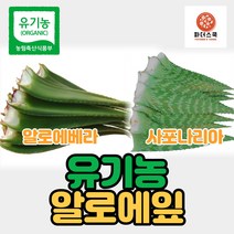 유기농 알로에 생알로에 알로에베라 사포나리아 친환경 무농약 알로에 식이섬유 다이어트 장건강, 유기농사포나리아 5kg