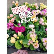 만다린 앵초꽃-10개 20개/앵초가 봄를 부르는 꽃이죠, 10개