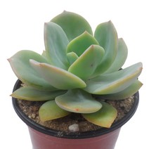 백봉-넓고두툼한잎/옥빛잎색/에케베리아속/다육식물, 1개