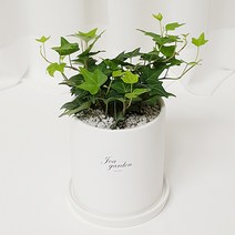인테리어화분&공기정화 식물, 7.아이비, 1개