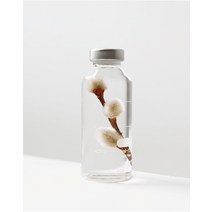 Plant Specimen : Salix gracilistyla [30ml] - 식물표본 : 버드나무