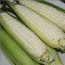 강원도 옥수수 홍천 찰옥수수 농가 산지직송, 40송이