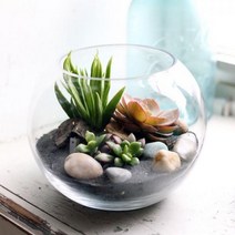러브피어리 모듬 다육식물 테라리움 만들기, 모듬 다육식물 테라리움(M), 모듬 다육식물 테라리움(M)