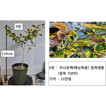 무늬동백(삽목 접목)대품 8종, 7번 갓바위 접목