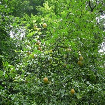 탱자나무/실생1년특묘(20주묶음)/dd0243