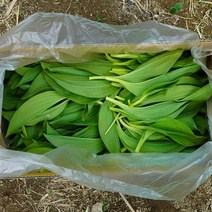 파머대디 울릉도 종 잎명이 명이나물 1kg 2kg 강원도 산마늘 생명이나물 명의나물, 1box