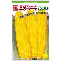 초당옥수수씨앗 100알 옥수수 씨앗