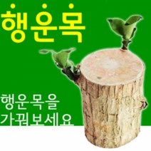 행운목 (소) x 2개, 단품