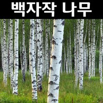 백자작 나무 묘목 실생2년 뿌리 특묘 5개/정원/공원/조경수