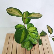 리사호야 키우기 쉬운 희귀식물 공기청정