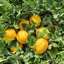 [ 따봉 ] 산골 고랭지 과수원 고당도 성주 꿀 참외 당도보장 농장직송, 03.참외 (알뜰형 특가상품) 크기랜덤 4kg