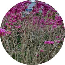 박태기나무 자엽박태기 묘목 꽃나무, 1.2m2주