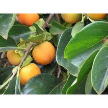 차량단감 차량단감묘목 단감나무 단감묘목