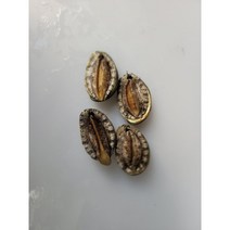 완도전복 1kg 30-40미 당일배송 산소싱싱포장, 개