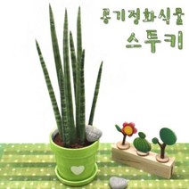 에코키즈 공기정화식물 스투키, 1개