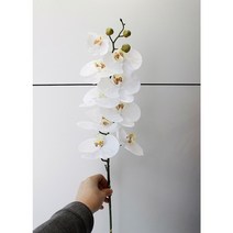 21세기트랜드 호접난, 호접난 화이트-2p