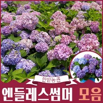 엔들레스 썸머 수국 6종류 중 1가지 묘목 화분묘 더브라이드 오리지널 볼륨스타 썸머러브 네덜란드 품종, 03.썸머러브 레드
