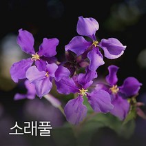 코리아팜 소래풀500g