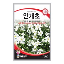 모칸도 (무배)세계 안개초 꽃씨 (3g)