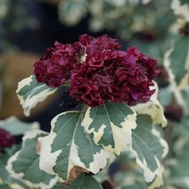 [라이브묘목농원] 겹꽃무궁화나무 묘목 퍼류리어스 포트묘 신품종, 1개