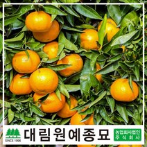 [대림원예종묘] 귤 귤나무 화분 결실주