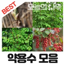 합리적 가격의 우수한 약용수나무묘목 종합(참두릅 구지뽕 엄나무 복분자 헛개등등), 08.벌나무 묘목 1년생 포트묘