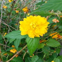 충주원예조경/황매화/80cm/개화주, 주