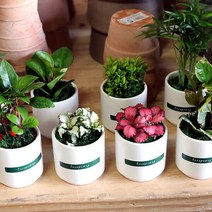 아트박스/러브피어리 실내공기정화식물 미니도자기화분 시리즈, 옵션선택:dm_산데리아/블랙, 단품