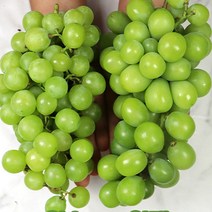 스테비아급샤인머스켓 특등품1kg 청포도 샤인머스켓, 샤인머스켓 2k 알소
