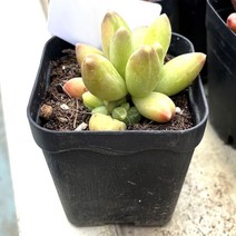 천대전송금 작고 귀여운 다육이 실내인테리어 식물 공기정화 식물