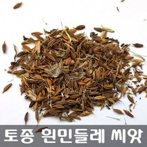 [해피플라워] 2023. 04월 채종 토종 흰민들레 씨앗 1g(약 300립) / 봄 여름 가을 파종 약초 종자, 1개