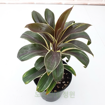 도희씨네 정원>>신비로운 잎색감 초콜릿 퀸 120″ class=”wr-img”></a></div></div></div></div><div class=